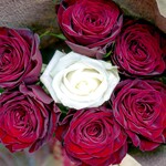 アカ - 京都の6年間 そして東京へ。白い薔薇がどのように変化していくのか本当に楽しみです！東京でも沢山夢を届けてください☆