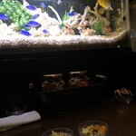 ロイヤル響 - 水槽がお気に入り♫