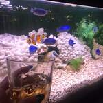 ロイヤル響 - ヘネシーと水槽。
      素敵♫