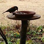 くつきそば 永昌庵 - 