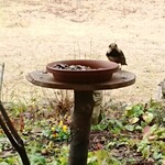 くつきそば 永昌庵 - 