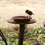 くつきそば 永昌庵 - 