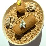 ラ・ヴァガボンド - ⑥うまうま