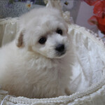 鮨旬美西川 - しろ会長　仔犬時代