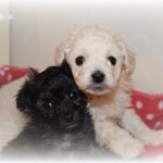 鮨旬美西川 - しろ会長と妹ちゃん