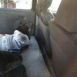 ピッザピッザピッザ - 愛犬2