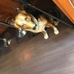 ピッザピッザピッザ - 愛犬　3