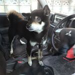 ピッザピッザピッザ - 愛犬