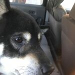 ピッザピッザピッザ - 愛犬　4