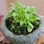 食彩工房 そばの華 - 店内のご紹介です（観賞用の雑草です）⑦