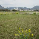 たうら - 付近はこんな田んぼ（菜の花）