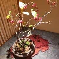 Selvaggio - 