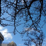 Kaikourakuzen Kamatsuru - 熱海桜は まだ つぼみ でした 