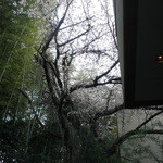 ふふ 熱海 - 露天からの桜