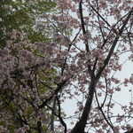 ふふ 熱海 - 露天からの桜