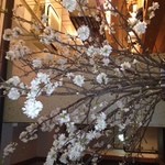 ダルマカフェ - 店内の桜