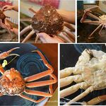 蟹かに亭 - 1.2kg指折れ,越前ガニ,蟹かに亭(福井県越前町)食彩品館.jp撮影
