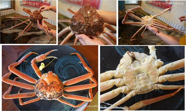 1 2kgサイズ 指折れ を食す 蟹かに亭流儀の捌き方と料理方法 赤ガレイの煮付けと塩辛サービス 刺身盛り合わせも注文 最上ランク 五輝星 松葉ガニ と 極 の違い 美味しいズワイガニの品種 他 By Ken1tnk1958 蟹かに亭 かにかにてい 越前町その他 かに 1 2kgサイズ 指折れ を食す 蟹かに亭流儀の捌き方と料理方法 赤ガレイの煮付けと塩辛サービス 刺身盛り合わせも注文 最上ランク 五輝星 松葉ガニ と 極 の違い 美味しいズワイガニの品種 他 By Ken1tnk1958 蟹かに亭 かにかにてい 越前町その他 かに