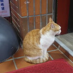 九份礦工餐廳 - 店頭に居た猫ちゃん