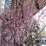 すし処 きみ - 外には大きな桜がお見事。