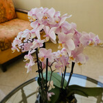 InterContinental Mark Hopkins San Francisco - テラススイート