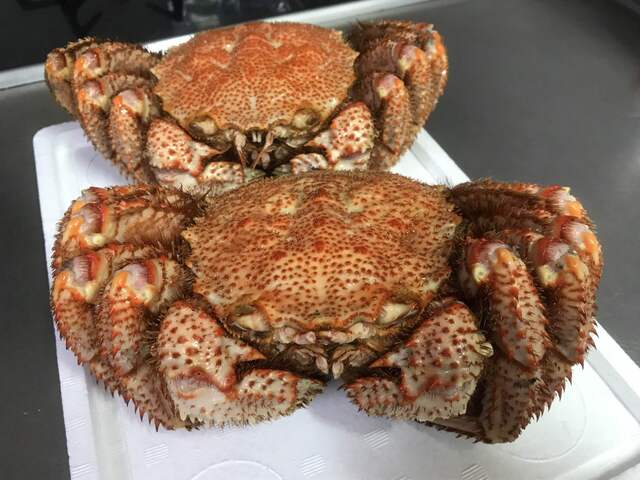 根室海鮮市場カネカイチ鈴木商店 - 根室（その他）の写真