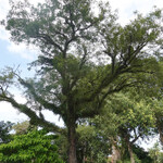 Penang Sports Club - 木陰のパーキング