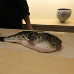 日本料理 みや  - 天然トラフグ