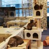 猫カフェ　ルアナ