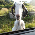 味坊包子 - 山羊のお母さんのご挨拶