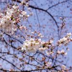 みのりCafe - 上野恩賜公園・開花間近の桜
