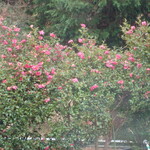 レストラン&喫茶 みのり - その他写真:レストランから。花
