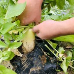 和食 雄 - 