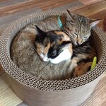 保護猫カフェ Aelu - 可愛い