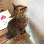 保護猫カフェ Aelu - 