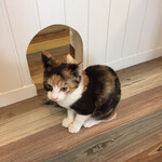 保護猫カフェ Aelu - 