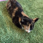 保護猫カフェ Aelu - 