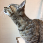 保護猫カフェ Aelu - 