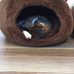 保護猫カフェ Aelu - 