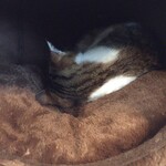 保護猫カフェ Aelu - 