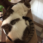 保護猫カフェ Aelu - 