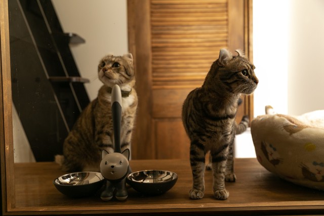 Cafe Chaton Rouge photo 4