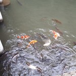 あさば - 鯉にも朝御飯❤️