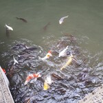 あさば - 鯉も餌を目の前には優雅に泳げない(笑)ピラニアだ！