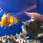 ロイヤルクリスタルカフェ - 