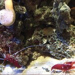 ロイヤルクリスタルカフェ - 