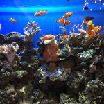 ロイヤルクリスタルカフェ - 