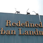 Red Garden Food Paradise - ペナンの山に棲息する猿