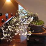 滝乃家 - 2012年4月　ゆすら梅。今年も咲きました！！