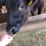 ハンバーグ専門店Hassaku - 